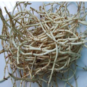 牛皮癣患者可以吃鱼腥草吗